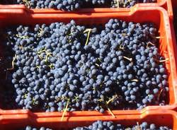 adotta una vigna - la vendemmia
