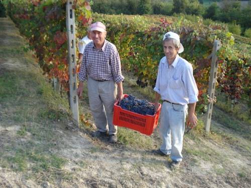 adotta una vigna - la vendemmia