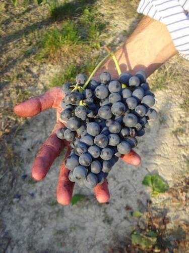 adotta una vigna - la vendemmia