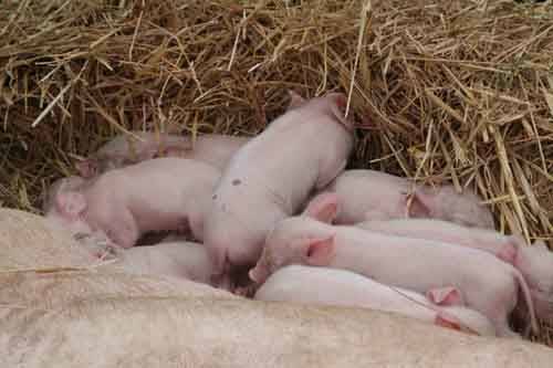 agrivarese 2010 autore tonino poloni