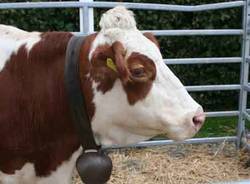 agrivarese 2010 autore tonino poloni