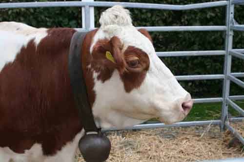 agrivarese 2010 autore tonino poloni