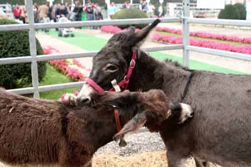 agrivarese 2010 autore tonino poloni