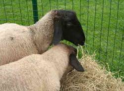 agrivarese 2010 autore tonino poloni