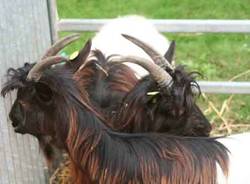 agrivarese 2010 autore tonino poloni