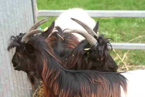 agrivarese 2010 autore tonino poloni