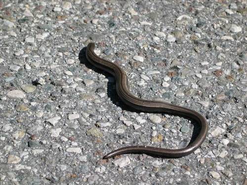 biscia