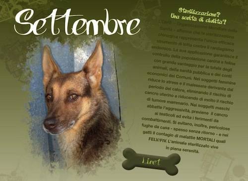 calendario enpa 2011