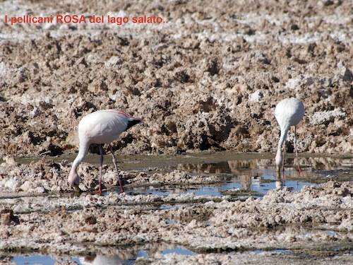 deserto acatama stelle gat tradate