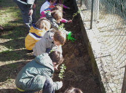 festa degli alberi scuole gemonio ottobre 2010