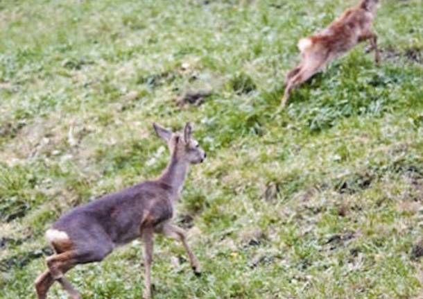 piccoli caprioli liberati