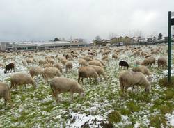 gregge cavaria pastore