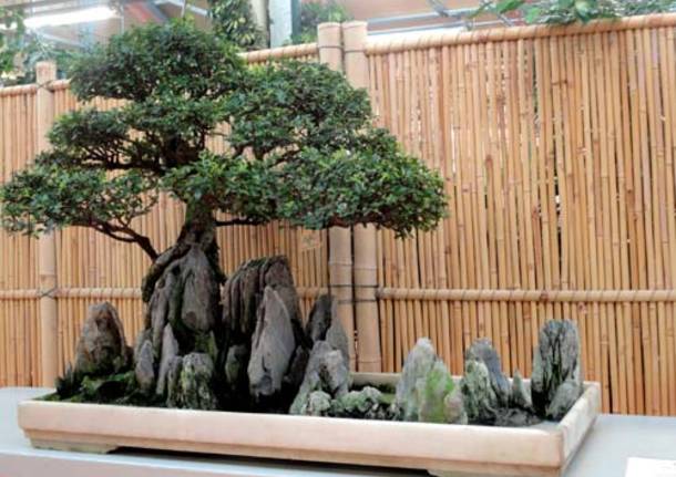 mostra bonsai nicora