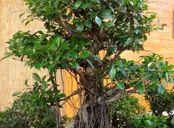 mostra bonsai nicora
