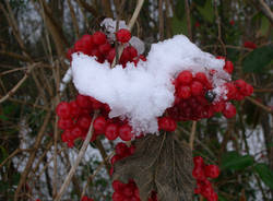 nevicata 28 novembre 2010