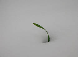 nevicata 28 novembre 2010