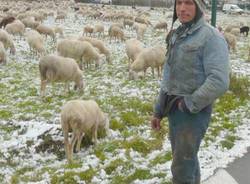 pastore gregge cavaria