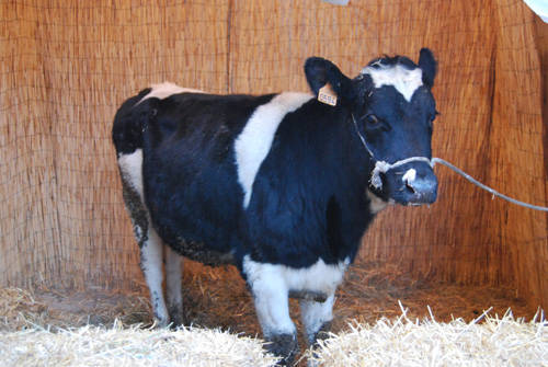 albizzate presepe 2010