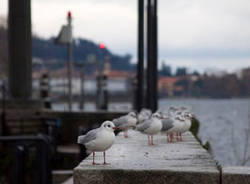 luino neve dicembre 2010
