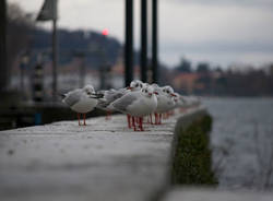 luino neve dicembre 2010