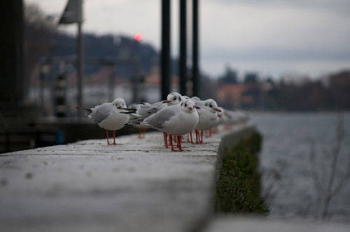 luino neve dicembre 2010