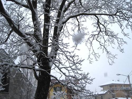 neve 6 dicembre 2010 alberi innevati