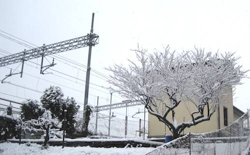 neve 6 dicembre 2010 alberi innevati