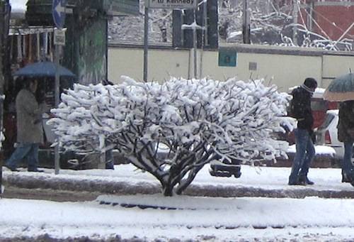 neve 6 dicembre 2010 alberi innevati