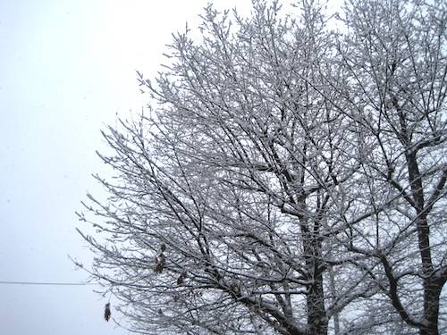 neve 6 dicembre 2010 alberi innevati