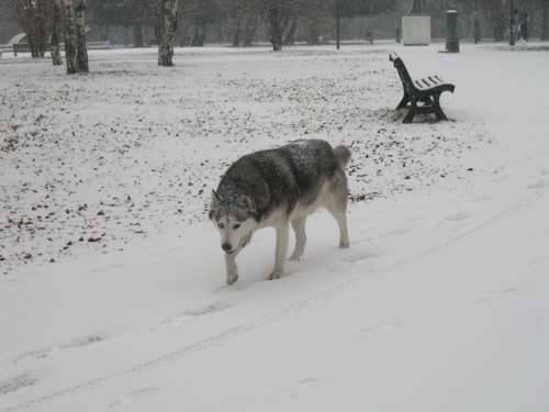 neve busto 17 dicembre 2010