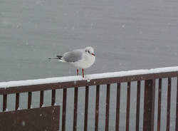 neve luino dicembre 2010 foto lettore 2