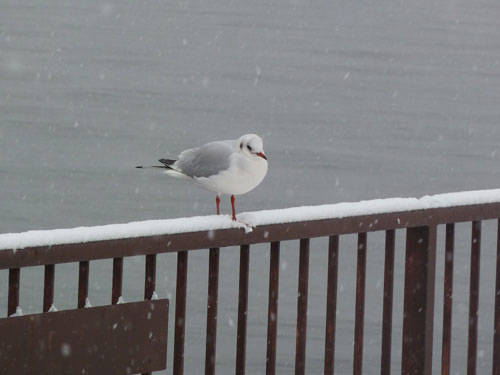 neve luino dicembre 2010 foto lettore 2