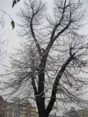 neve parco comerio busto arsizio 6-12-2010