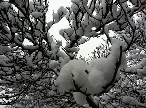 neve pomeriggio 1 dicembre 2010