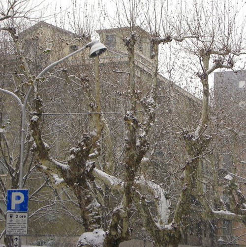 neve varese via dandolo 