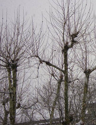 neve varese via dandolo 