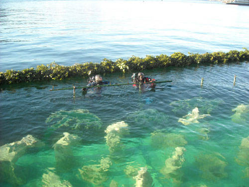 presepe sommerso laveno  2010