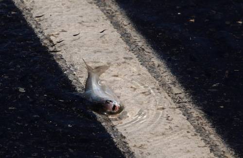 alluvione in australia