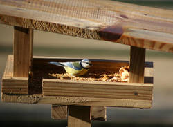 mangiatoia parco pineta