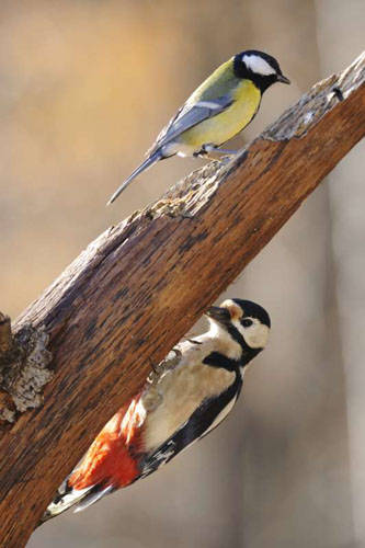 mangiatoia parco pineta