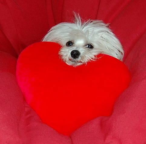 concorso san valentino 2011 alice