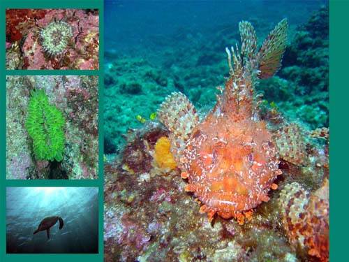 documentario boiling sea eugenio manghi pesci