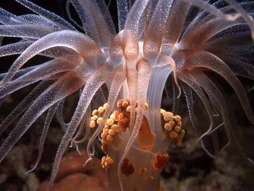 documentario boiling sea eugenio manghi pesci