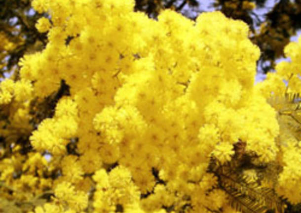 mimosa apertura