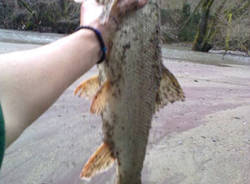 tresa fiume creva diga