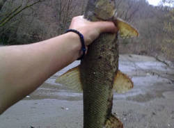 tresa fiume diga creva