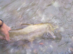 tresa fiume diga creva