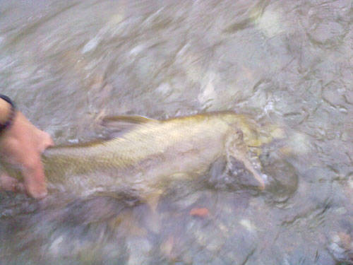 tresa fiume diga creva