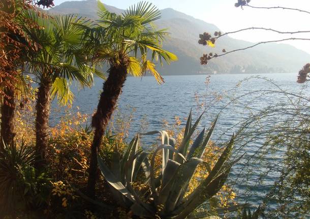 Agave e palme