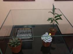 cactus stelle tradate